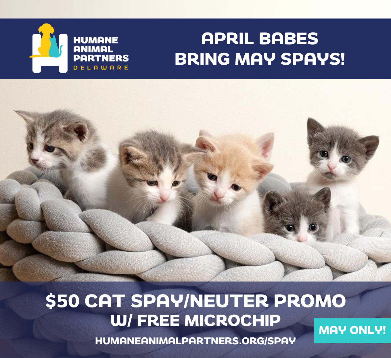 $50 Cat Spay/Neuter Promo - May Only