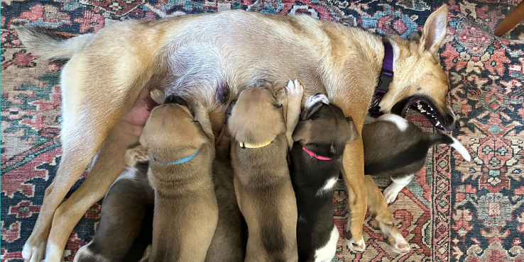 HELP DANI AND HER PUPPIES THRIVE