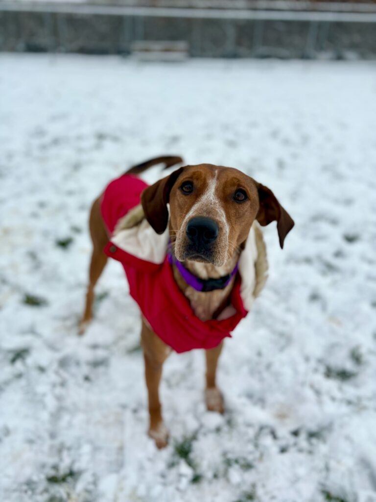 Fran in the snow.