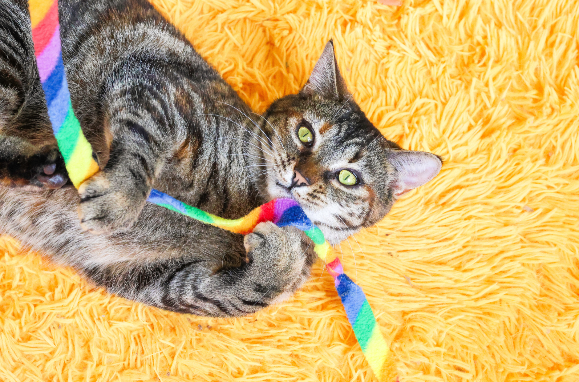 Estee playing with a ribbon toy